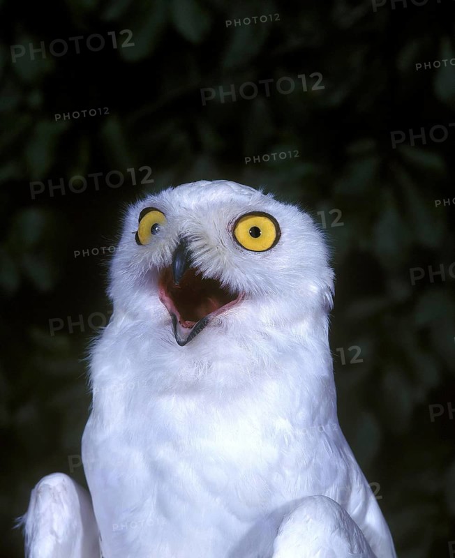 Snowy Owl (nyctea scandiaca), Adult with Open Mouth