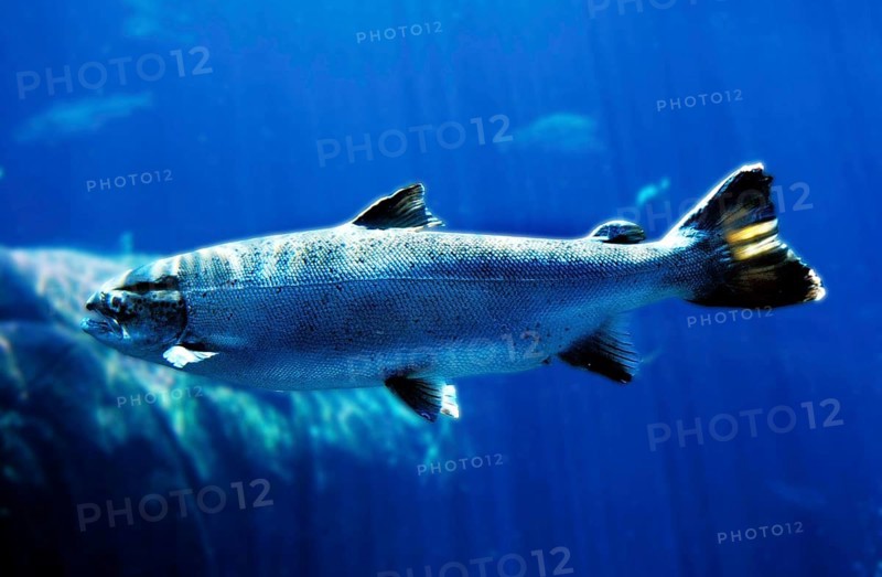 ATLANTIC SALMON (salmo salar), QUEBEC CANADA