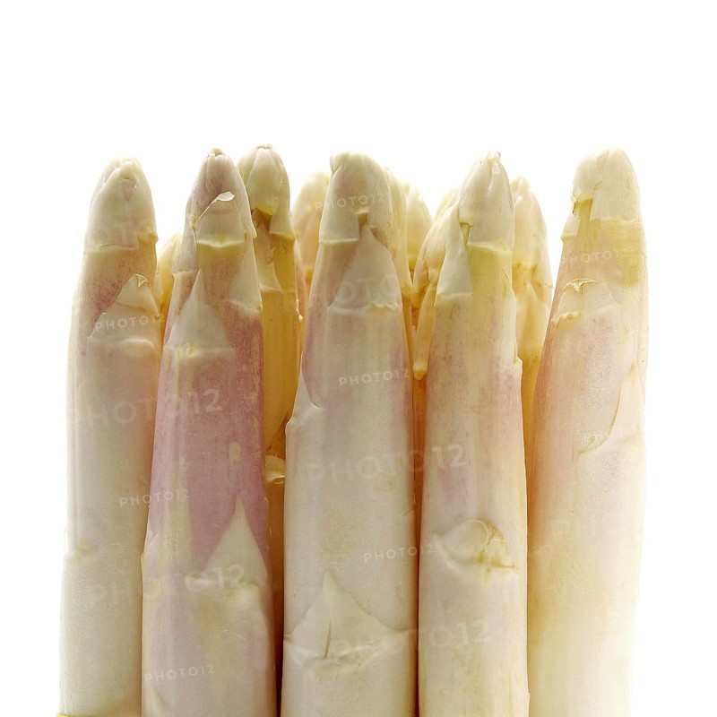 Asparagus (asparagus officinalis), Vegetables against White Background