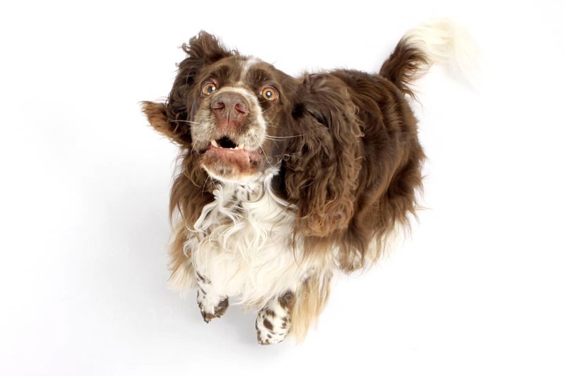 English Springer Spaniel