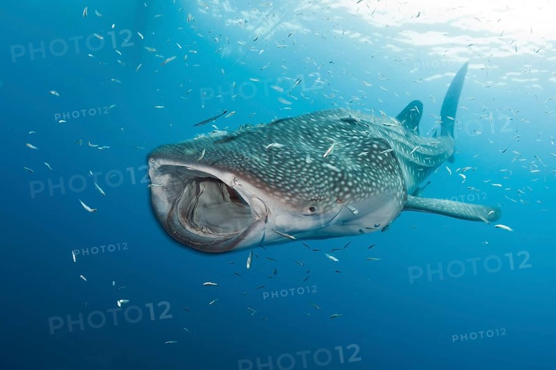 Whale Shark (Rhincodon typus), Cenderawasih Bay, West Papua, Indonesia, Asia