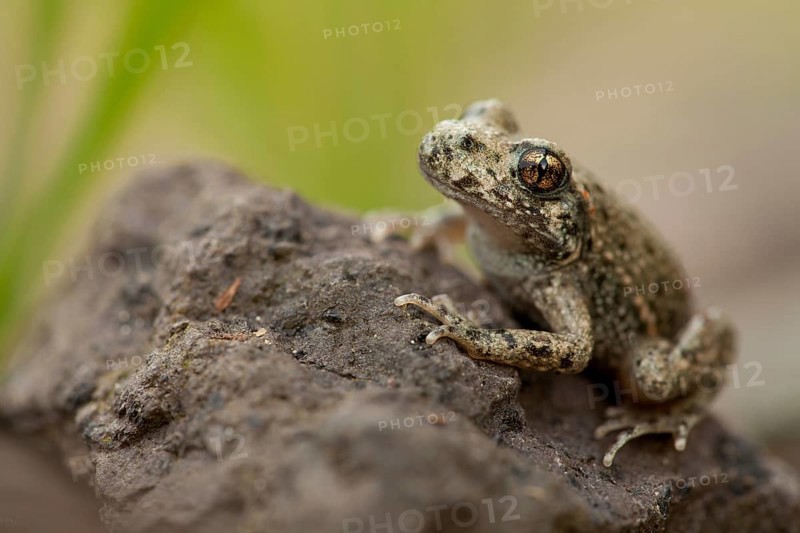 Common midwife toad (Alytes obstetricans), Rhineland-Palatinate, Germany, Europe