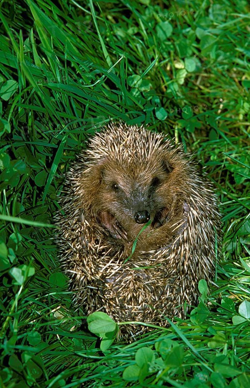 European Hedgehog (erinaceus europaeus), Adult on Grass, Normandy
