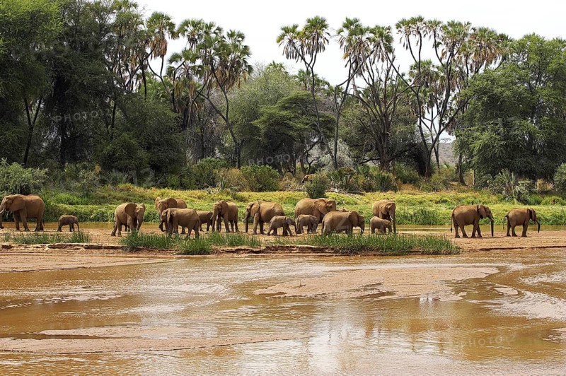 African Elephant (loxodonta africana), Herd near River, Samburu Park in Kenya