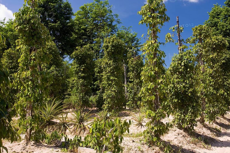 Pepper plantation, Phu Quoc Island, Vietnam, Asia