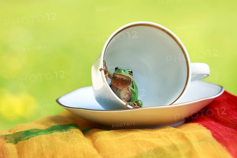 European tree frog (Hyla arborea) sitting in a cup