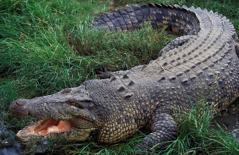 Australian Saltwater Crocodile (crocodylus porosus) or Estuarine Crocodile, Adult with Open Mouth Regulating Body Temperature, Australia, Oceania