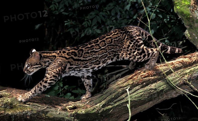 Ocelot (leopardus pardalis), Adult