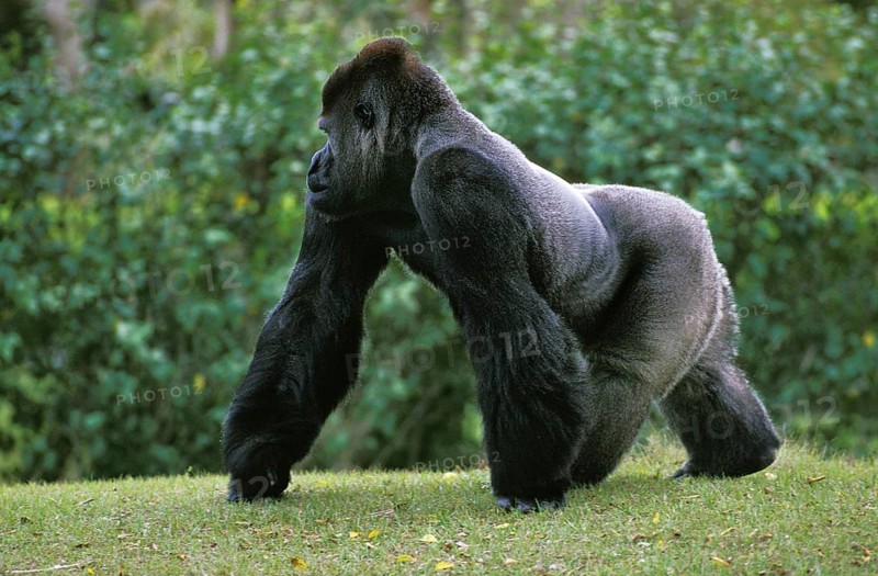 EASTERN LOWLAND (GORILLA gorilla gorilla) graueri, SILVER BACK MALE