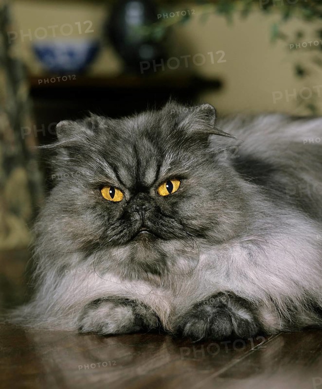 Smoke Persian Domestic Cat