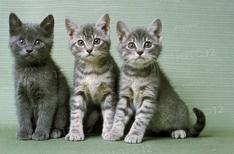 Silver Tabby Domestic Cat, Kitten sitting