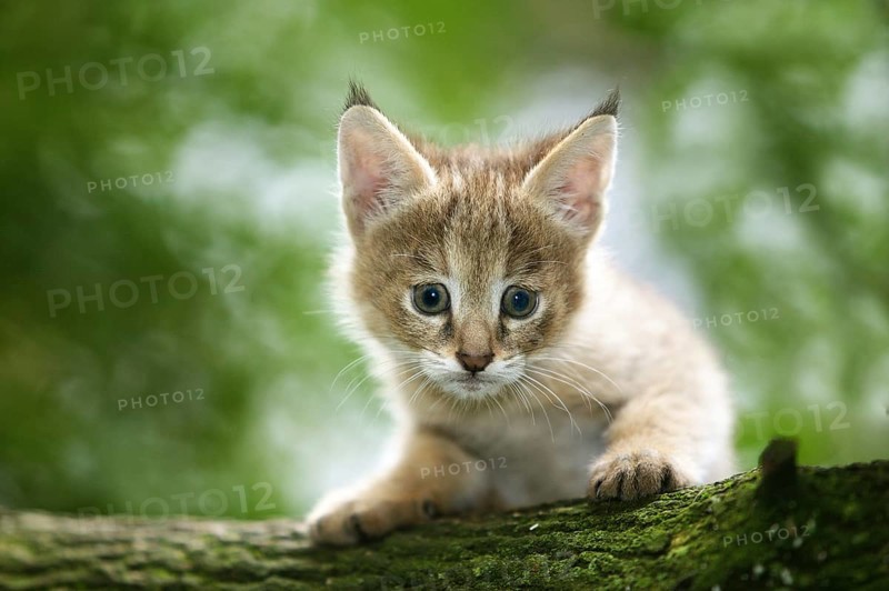 Jungle Cat (felis chaus), Cub laying on Branch