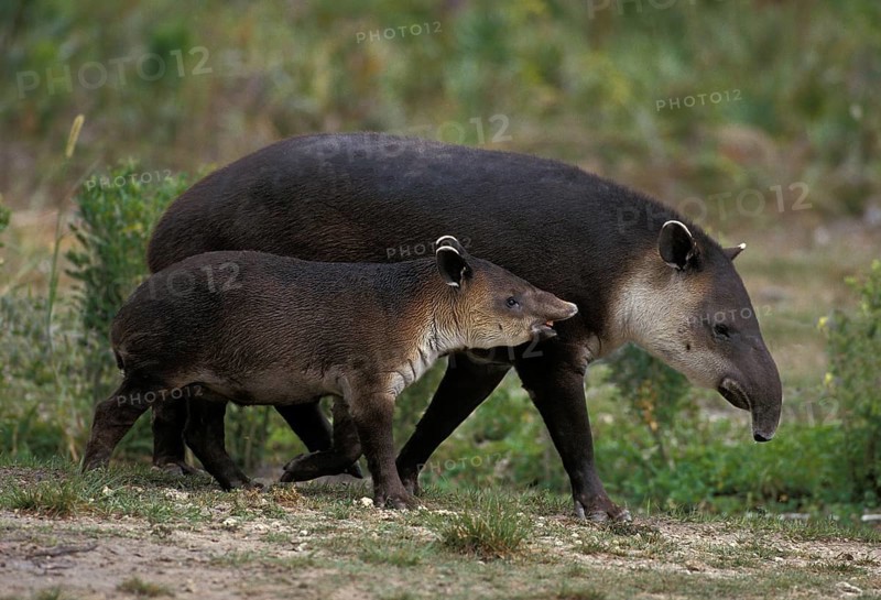 BAIRD'S TAPIR (tapirus bairdii), FEMALE WITH YOUNG