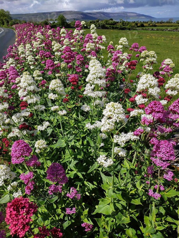 Red valerian (Centranthus ruber), Ireland, Europe