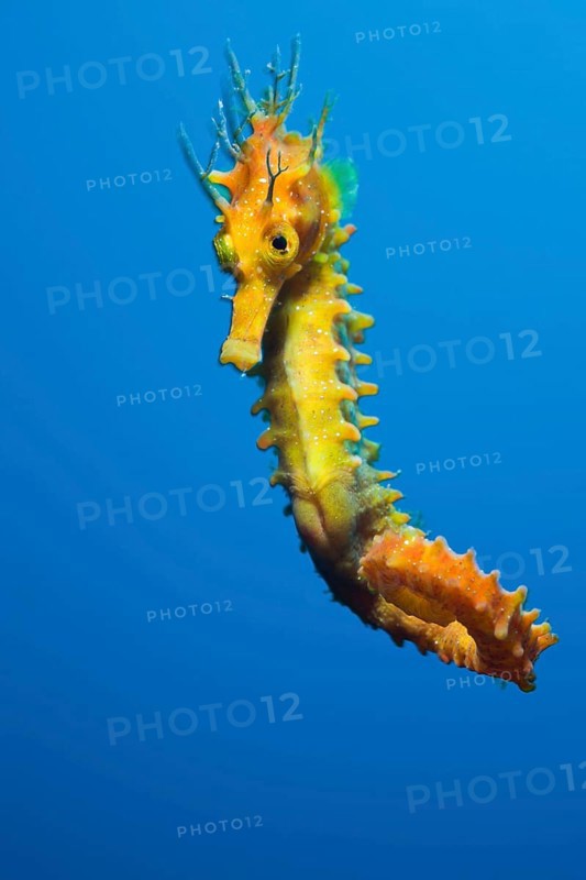 Long-snouted Seahorse (Hippocampus ramulosus) (Hippocampus guttulatus), Costa Brava, Spain, Europe