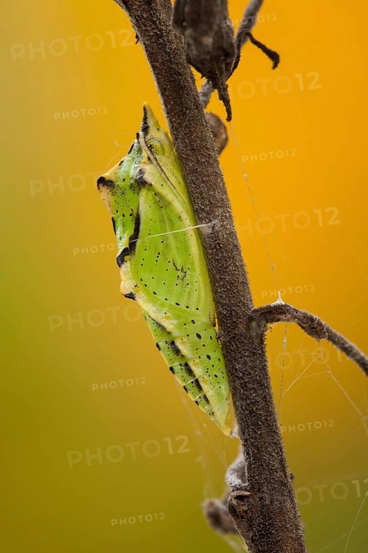 Green-veined white (Pieris napi) Doll, Rhineland-Palatinate, Germany, Europe