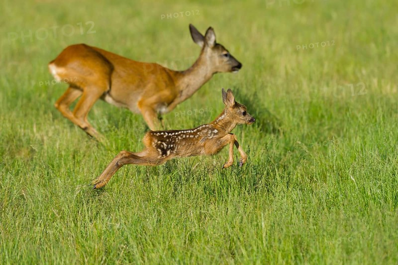 European roe deer (Capreolus capreolus) Doe with fawn, fawn
