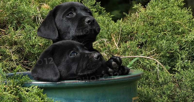Black Labrador Retriever, Puppies Playing in a Flowerpot, Normandy