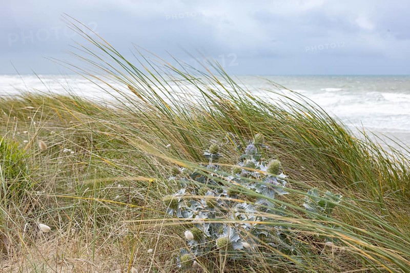 Sea thistle (Eryngium maritinum) in stormy winds in the dunes by the sea, Portbail, Cotentin, Manche, Normandy, France, Europe