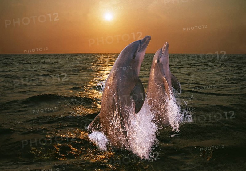 Bottlenose dolphin (tursiops truncatus), pair jumping at sunset, Honduras, Central America