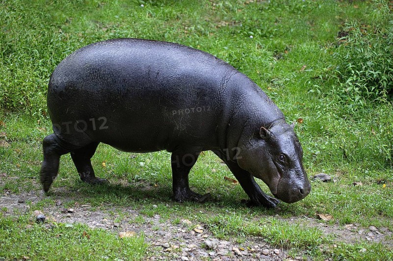 Pygmy hippopotamus (choeropsis liberiensis), adult walking on grass