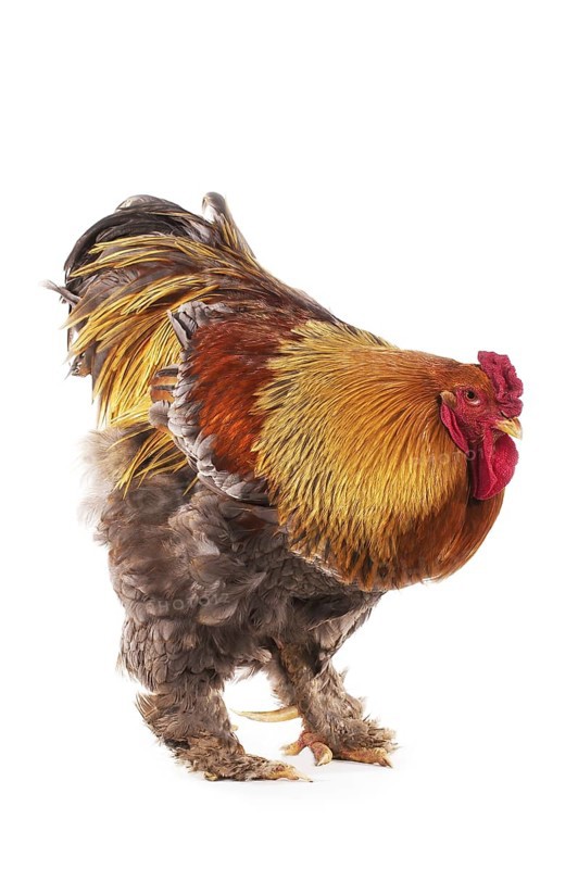 Brahma Perdrix chicken, a breed from India, cock against white background