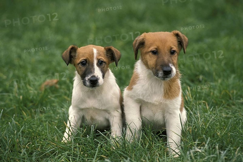 Smooth Fow Terrier Dog, Puppy Sitting on Grass