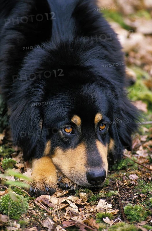 Tibetan Mastiff Dog, adult, lying