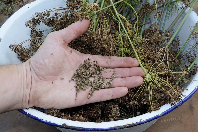 Dill seeds (Anethum graveolens), husk
