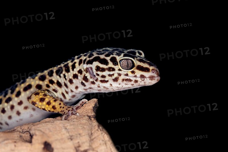 LEOPARD GECKO (eublepharis macularius)