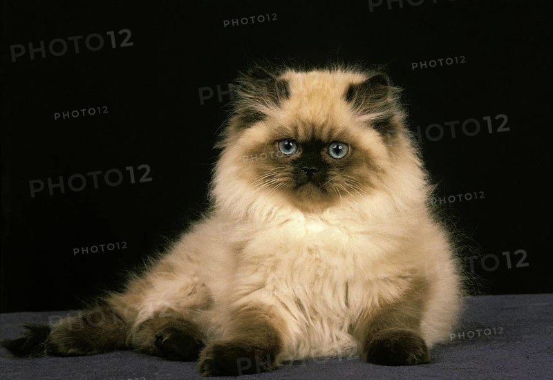 Colourpoint Persian Domestic Cat, Kitten against Black Background