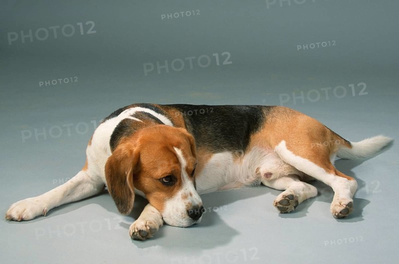 Beagle