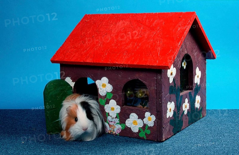 Sheltie Guinea Pig Pig