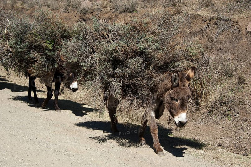 Pack donkey, Mountain road, Mokhotlong district, A14, Lesotho, Domestic donkey, Africa