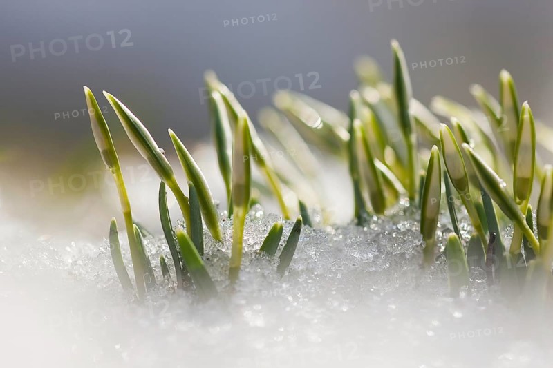 Common snowdrop (Galanthus nivalis) Rhineland-Palatinate, Germany, Europe