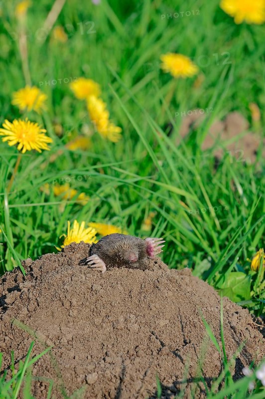 European mole (Talpa europaea), North Rhine-Westphalia, molehill, Germany, Europe