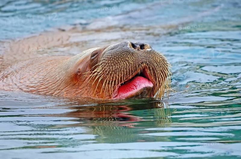 Walrus (Odobenus rosmarus)