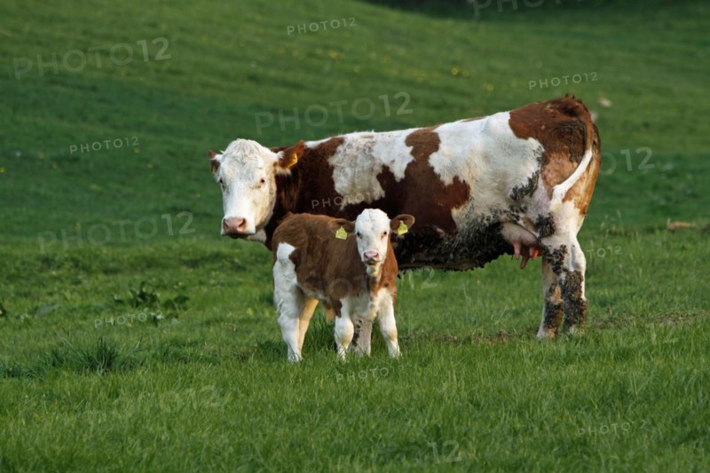 Happy cows