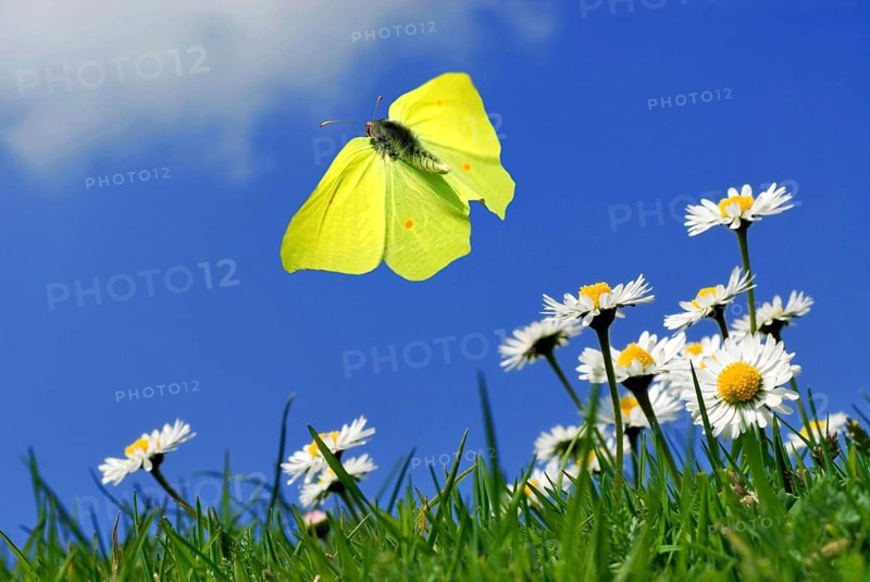 Flying male brimstone butterfly (Gonepteryx rhamni) over daisies (Bellis perennis)