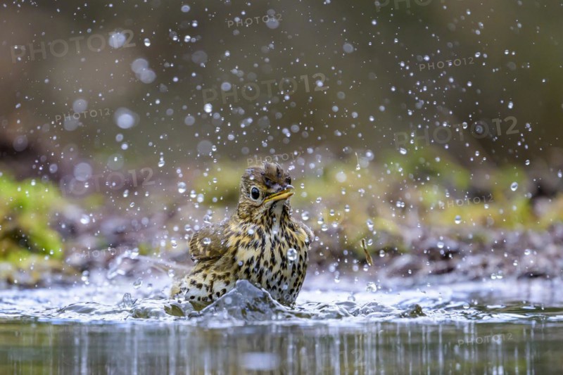 A song thrush (Turdus philomelos) bathing in a shallow pond with water splashes, Hesse, Germany, Europe