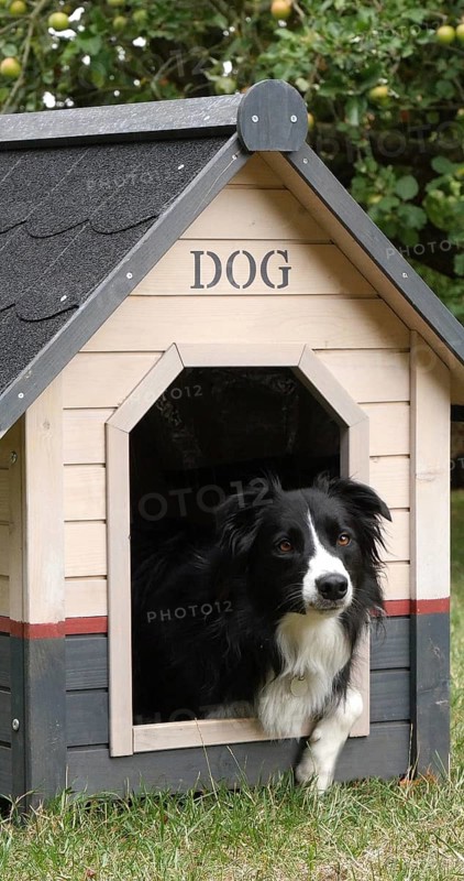 Border Collie Dog in its Dog House, male, Picardy in France
