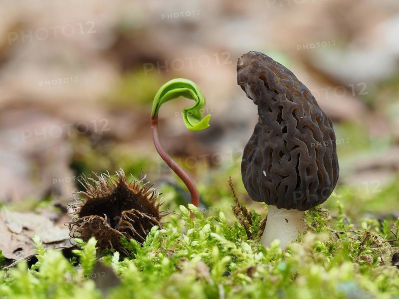 Spitzmorchel (Morchella elata), Morchella conica