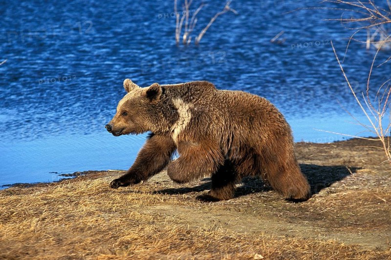 GRIZZLY BEAR (ursus arctos horribilis), ADULT RUNNING BESIDE LAKE, ALASKA