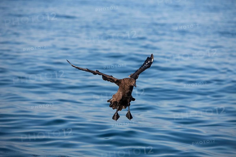 ANTARCTIC SKUA (catharacta antarctica), ADULT LANDING ON WATER, FALSE BAY IN SOUTH AFRICA