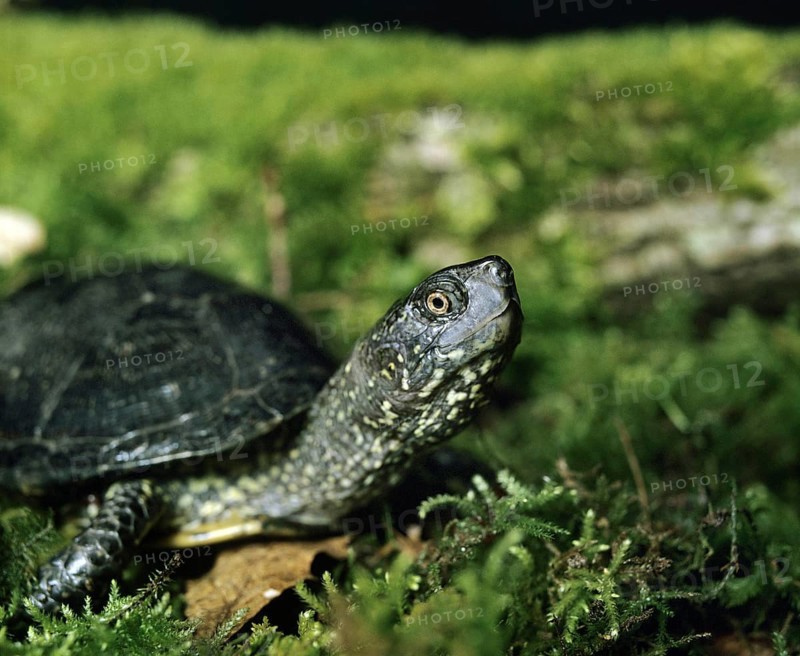 European Pond Turtle (emys orbicularis)