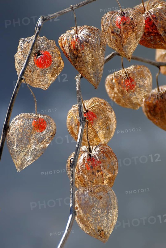 Lampion flower in fruit stand, seed stand in garden, Physalis alkekengi