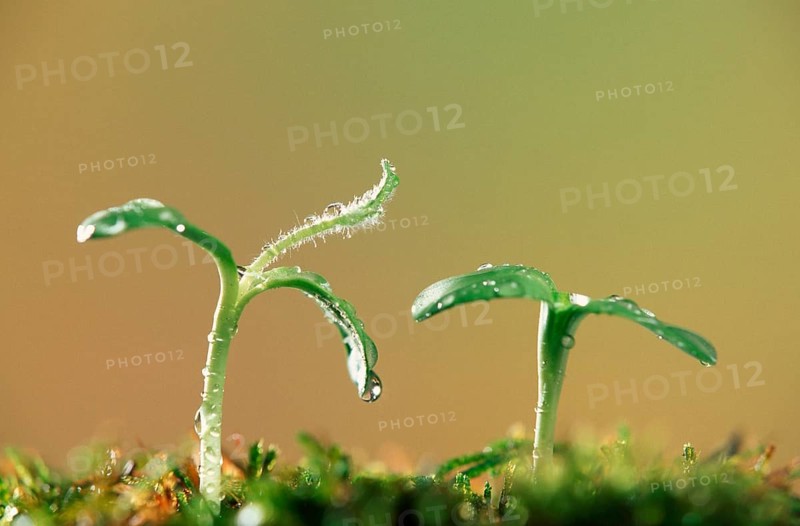 Sunflower sprouts with water droplets, sunflower seedlings with water droplets (Plants) (Plants) (Headed plants) (Compositae) (Flowers) (Crop plant) (Garden plant) (Spring) (Landscape) (Horizontal) (Two) (Pair) (Pair)