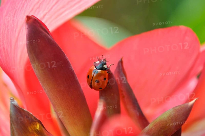Ladybird on cannas (Canna) flower, seven-spott ladybird (Coccinella septempunctata), flower cane cannas