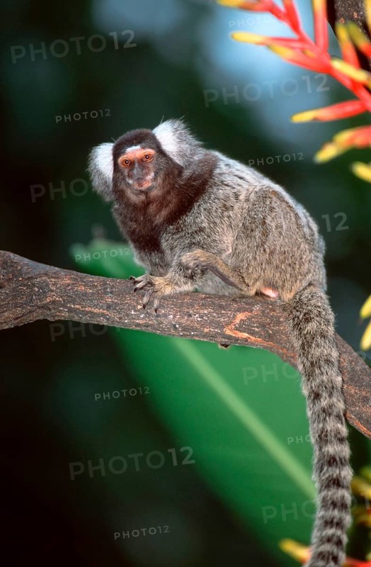 Common Marmoset (Callithrix jacchus)