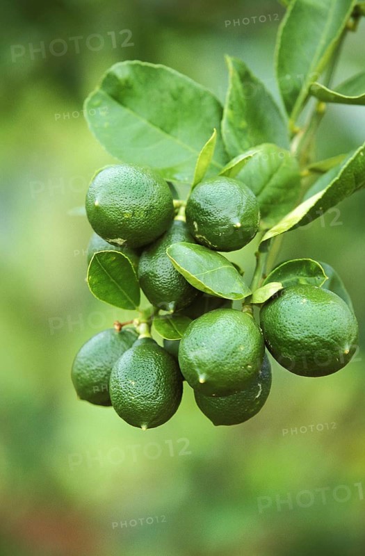 Um, lemon (Citrus limon), lemon tree rue family, BRANCH OF LEMON TREE IN HAWAII
